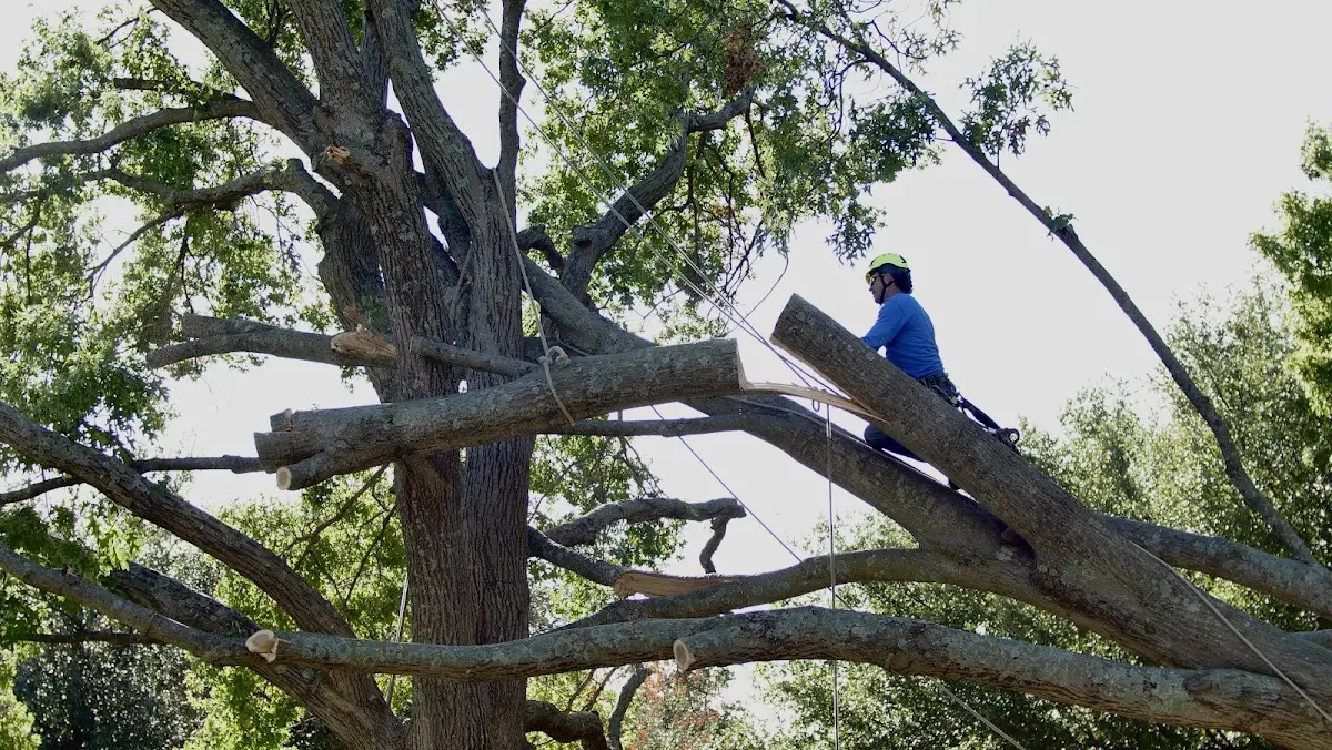 Professional Crown Thinning performed by certified arborists in Belleville