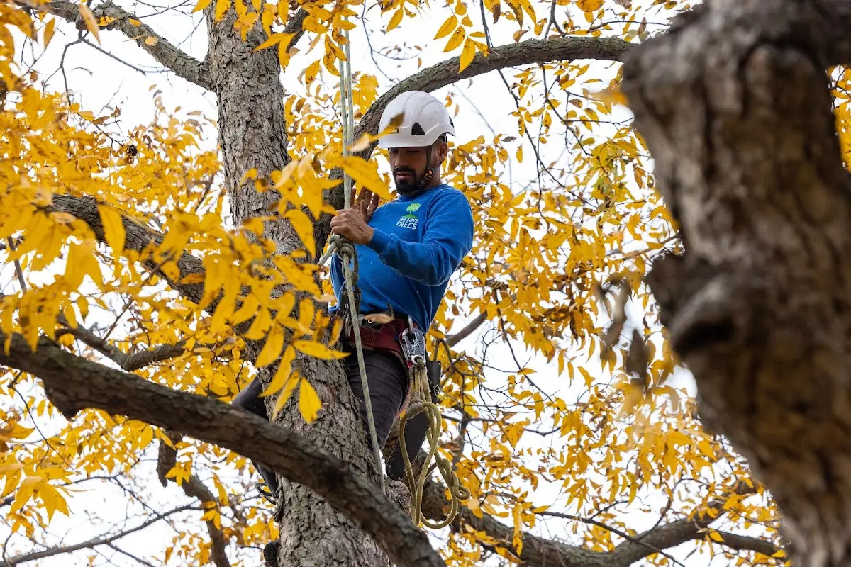 Skilled Tree Transplanting crew working in Belleville